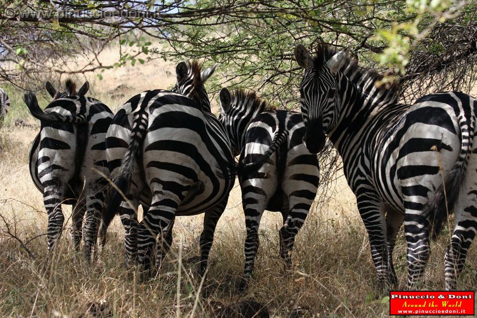 Ethiopia - Netch Sar Park - 36 - Gruppo zebre.jpg